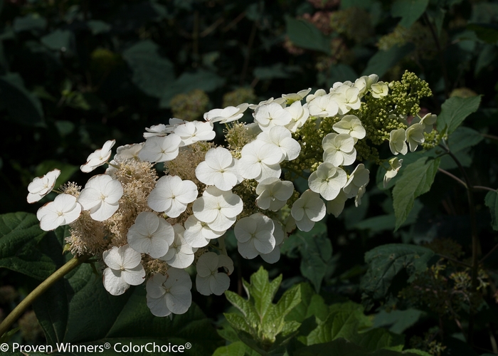 'Gatsby Pink®' Oakleaf hydrangea - Hydrangea quercifolia