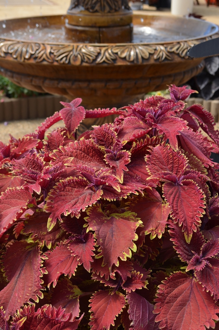 Under The Sea™ 'King Crab' - coleus 