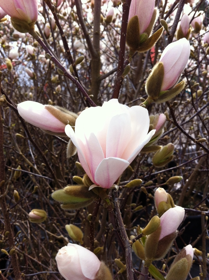 'Merrill' - Magnolia x loebneri
