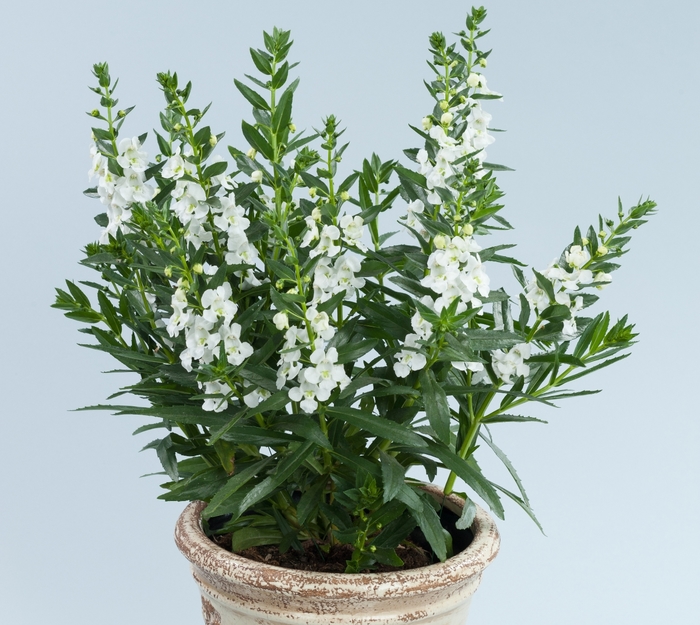 Angelonia (Summer Snapdragon) - Angelonia angustifolia 'Alonia™ Big Snow'