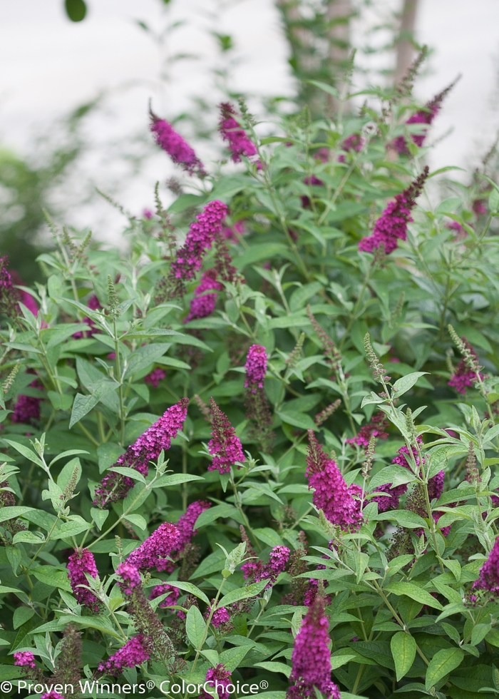 'Miss Molly' - Buddleia davidii 'Miss Molly' - Buddleia davidii