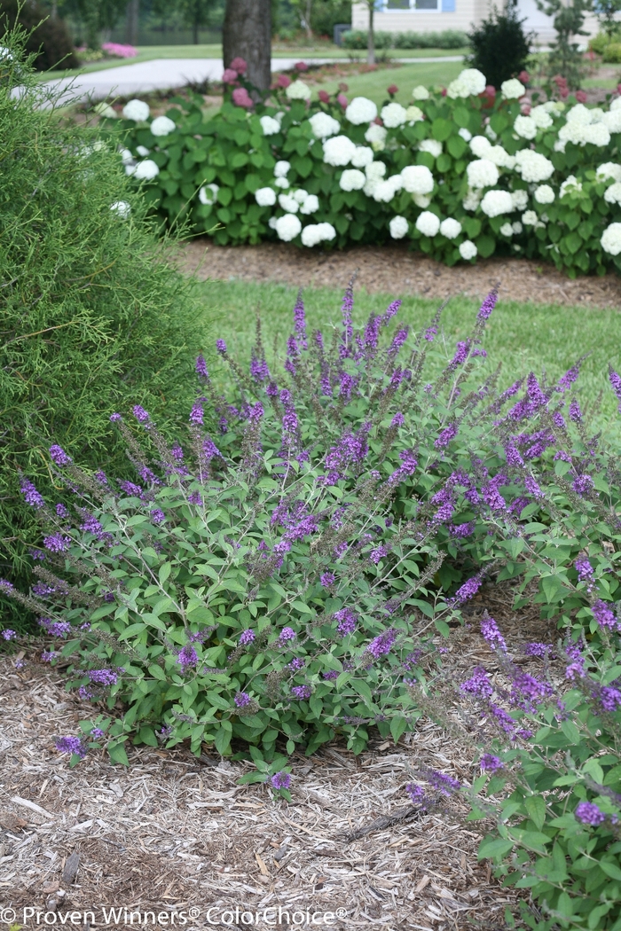 Lo & Behold® 'Blue Chip Jr.' - Buddleia x Lo & Behold® 'Blue Chip Jr.' - Buddleia x
