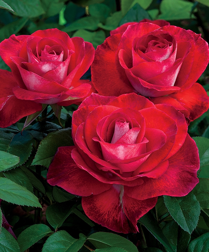 Hybrid Tea Rose - Rosa 'Smokin' Hot™'