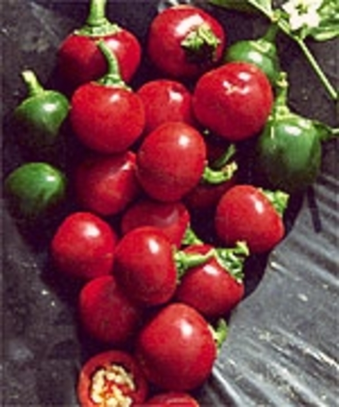 Ornamental Pepper - Capsicum annuum 'Sangria'