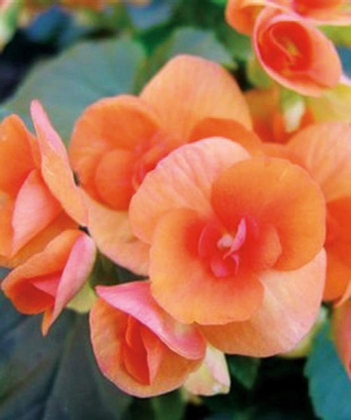 'Batik' Rieger Begonia - Begonia x hiemalis