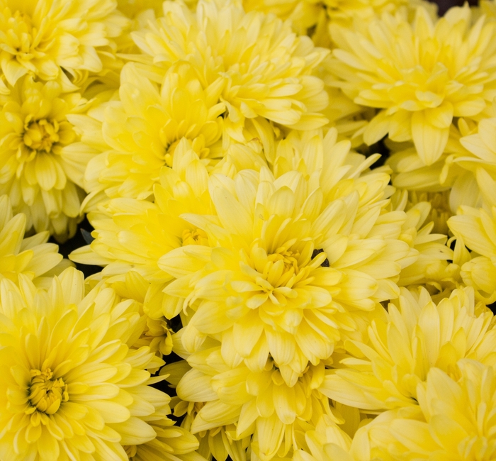 Belgian® Mum - Chrysanthemum 'Latina Pink' Belgian® Mum - Chrysanthemum 'Latina Pink'