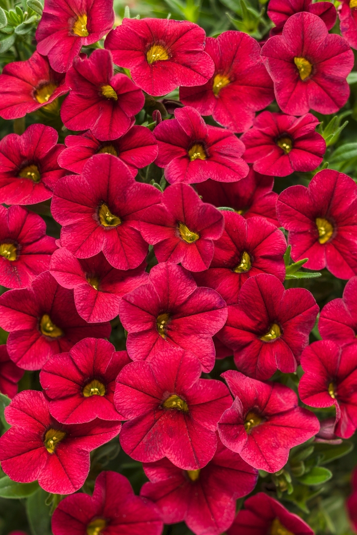 Superbells&reg; 'Red' - Calibrachoa 