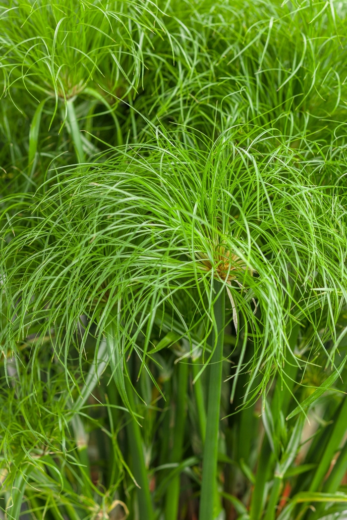 Graceful Grasses® - Cyperus papyrus 'Prince Tut™'
