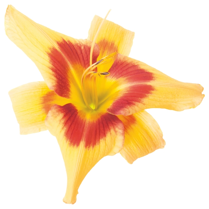 Rainbow Rhythm® - Hemerocallis hybrid 'Tiger Swirl' Rainbow Rhythm® - Hemerocallis hybrid 'Tiger Swirl'