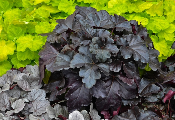 Primo® 'Black Pearl' - Heuchera (Coral Bells)