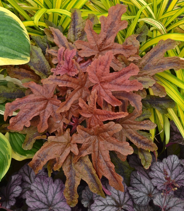 Heucherella red rover