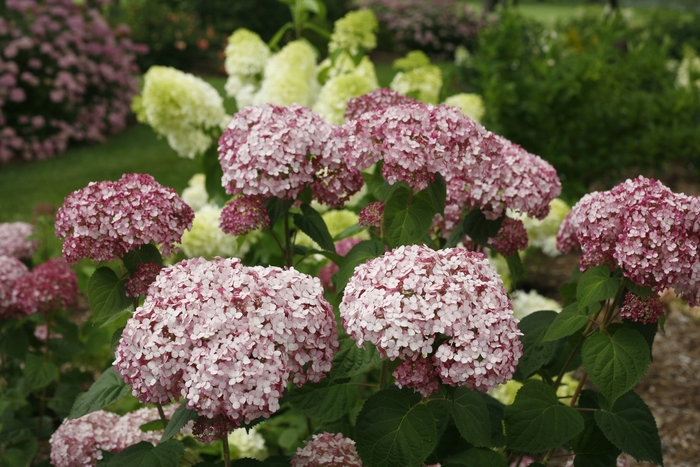 Incrediball® 'Blush' - Hydrangea arborescens (Smooth Hydrangea)