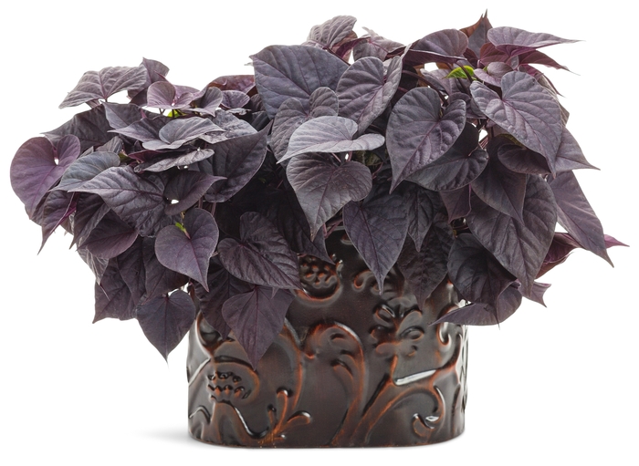 Sweet Caroline Sweetheart Jet Black™ - Ipomoea batatas Sweet Caroline Sweetheart Jet Black™ - Ipomoea batatas