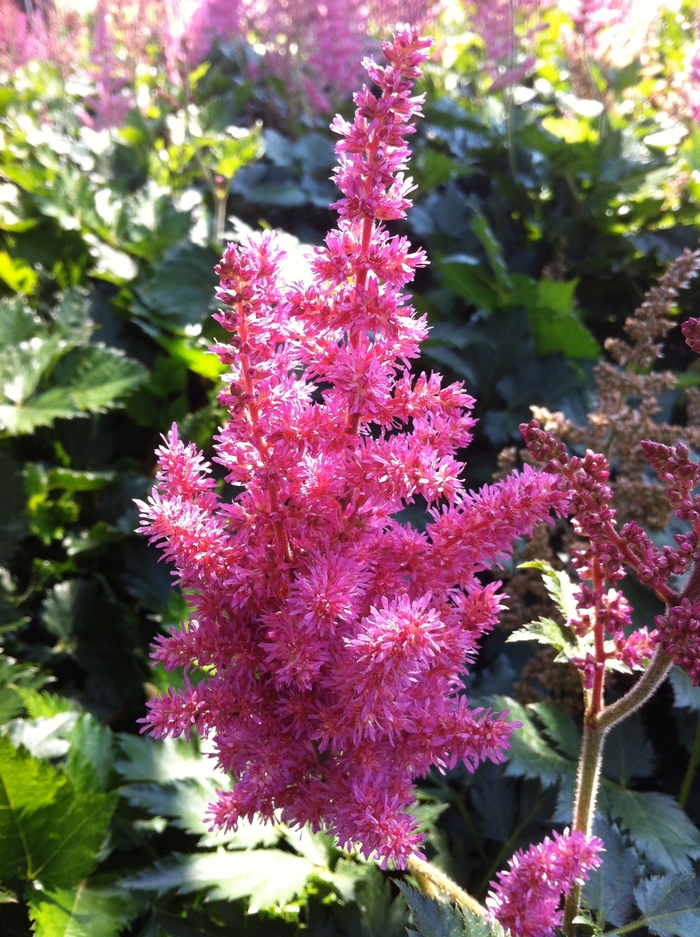 False Spirea - Astilbe chinensis 'Little Vision in Pink' False Spirea - Astilbe chinensis 'Little Vision in Pink'