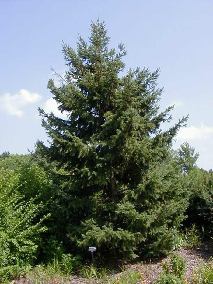 Black Hills Spruce - Picea glauca 'Densata'