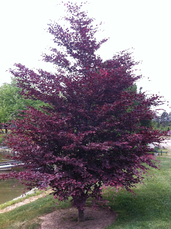 'Roseomarginata' Tricolor Beech - Fagus sylvatica