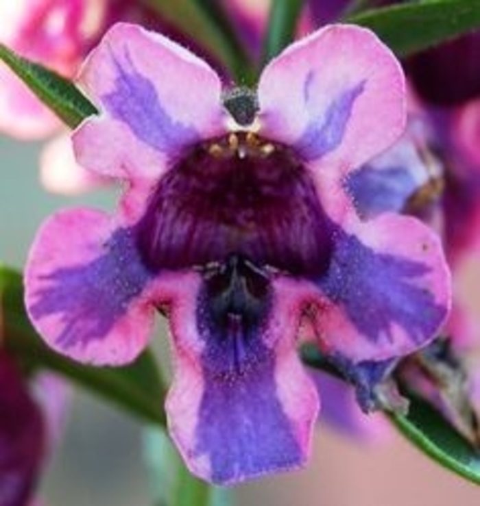 Angelonia (Summer Snapdragon) - Angelonia angustifolia 'Alonia™ Big Blue'