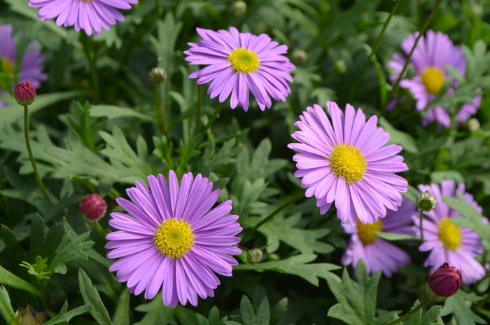 Fresco™ 'Purple' - Brachyscome (Swan River Daisy) Fresco™ 'Purple' - Brachyscome (Swan River Daisy)