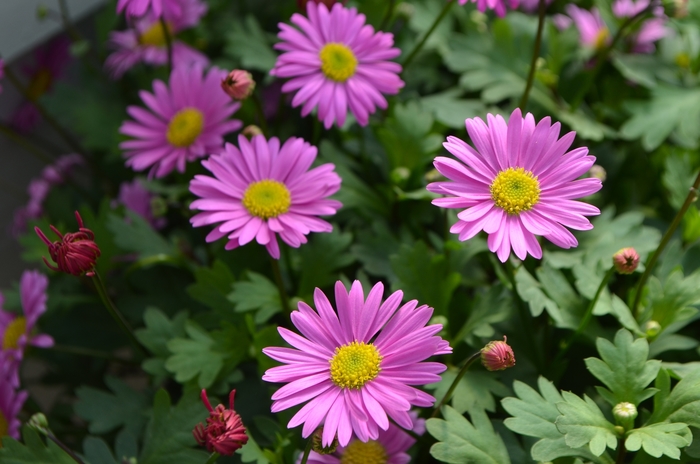 Fresco™ 'Candy' - Brachyscome (Swan River Daisy)