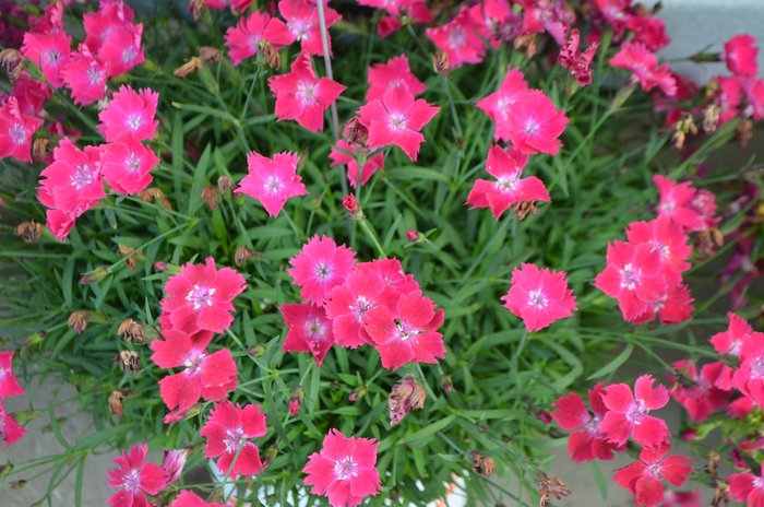 Border Carnation - Dianthus Beauties 'Kahori Scarlet®'
