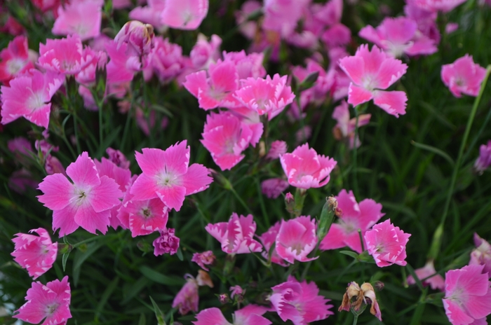Border Carnation - Dianthus Kahori Pink® 