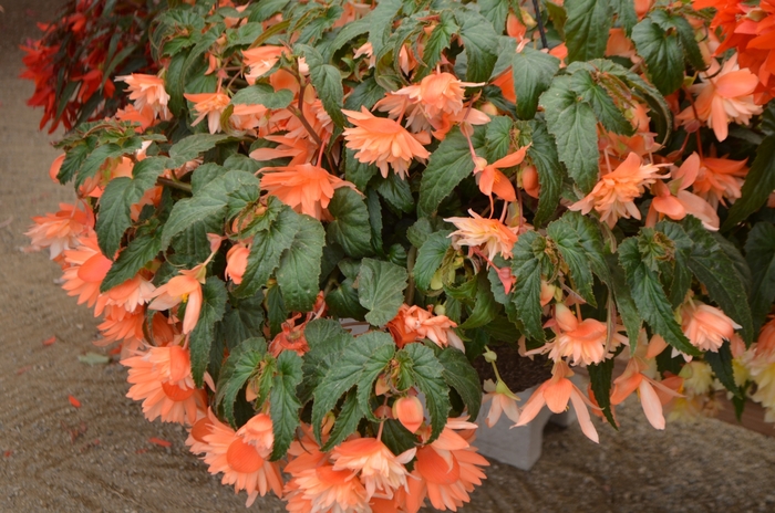 Belleconia™ Soft Orange - Begonia hybrid