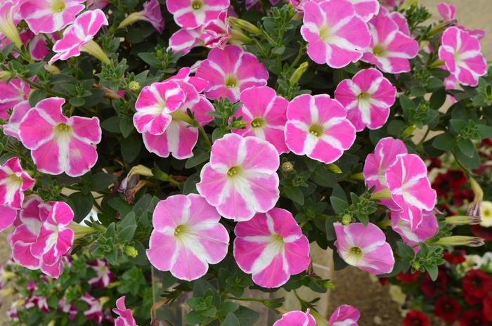 Petunia 'Color Works™ Pink Star' | Petunia | Ebert's Greenhouse