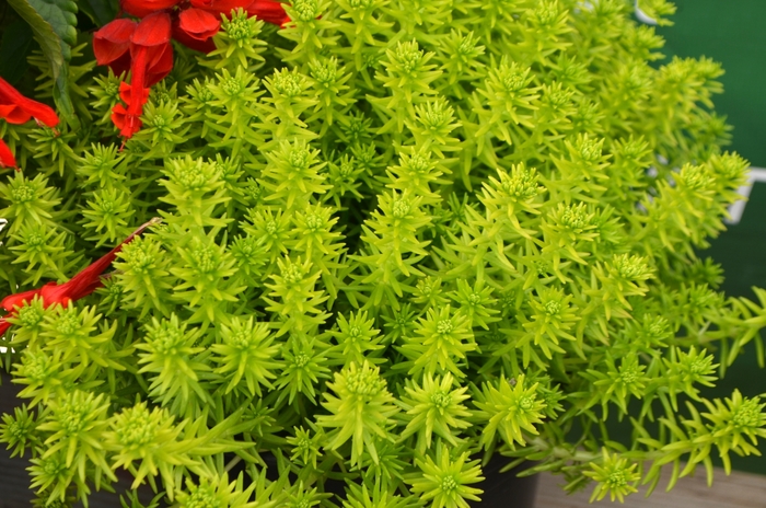 Yellow Bouquet - Sedum