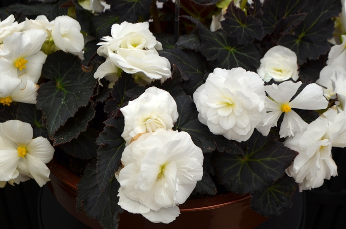 Begonia, Nonstop® - Begonia x tuberhybrida 'Nonstop® Mocca White'