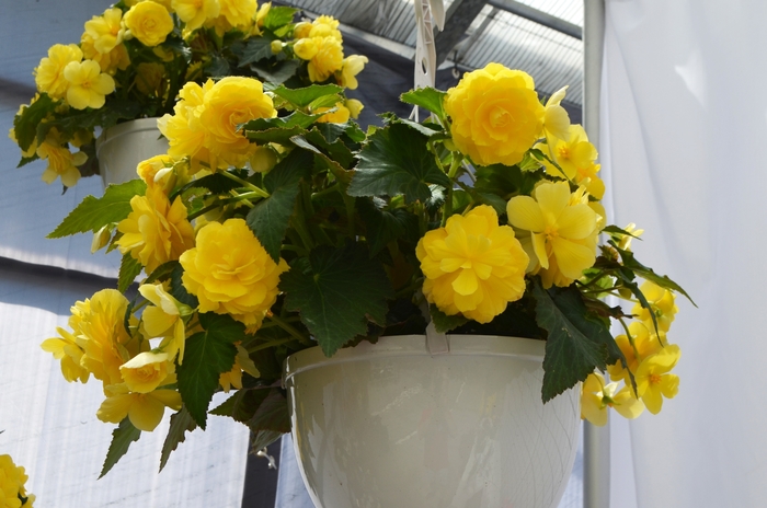 Nonstop® Tuberous Begonia - Begonia x tuberhybrida 'Joy Yellow' Nonstop® Tuberous Begonia - Begonia x tuberhybrida 'Joy Yellow'