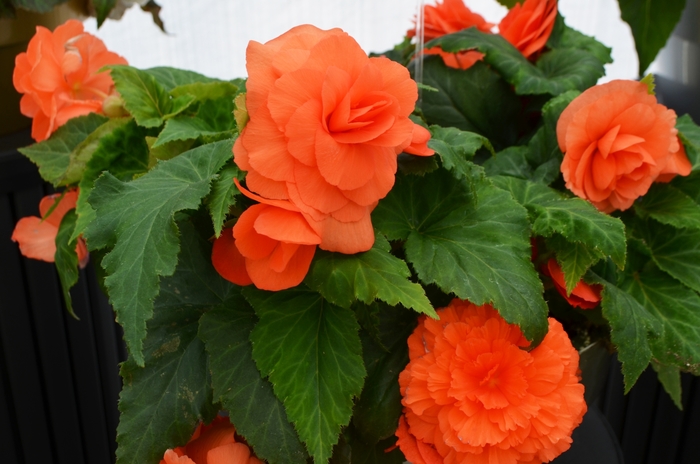 Nonstop® Tuberous Begonia - Begonia x tuberhybrida 'Deep Salmon' Nonstop® Tuberous Begonia - Begonia x tuberhybrida 'Deep Salmon'