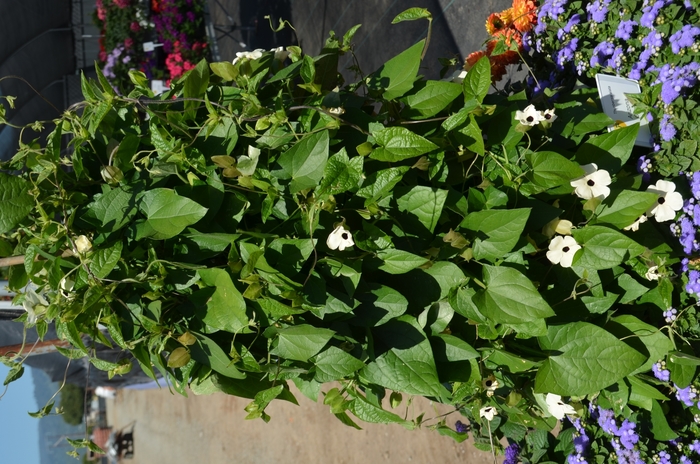 Sunny™ Black-eyed Susan Vine - Thunbergia alata 'Arizona Glow' Sunny™ Black-eyed Susan Vine - Thunbergia alata 'Arizona Glow'