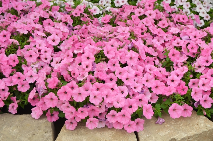 ColorRush™ Pink - Petunia 