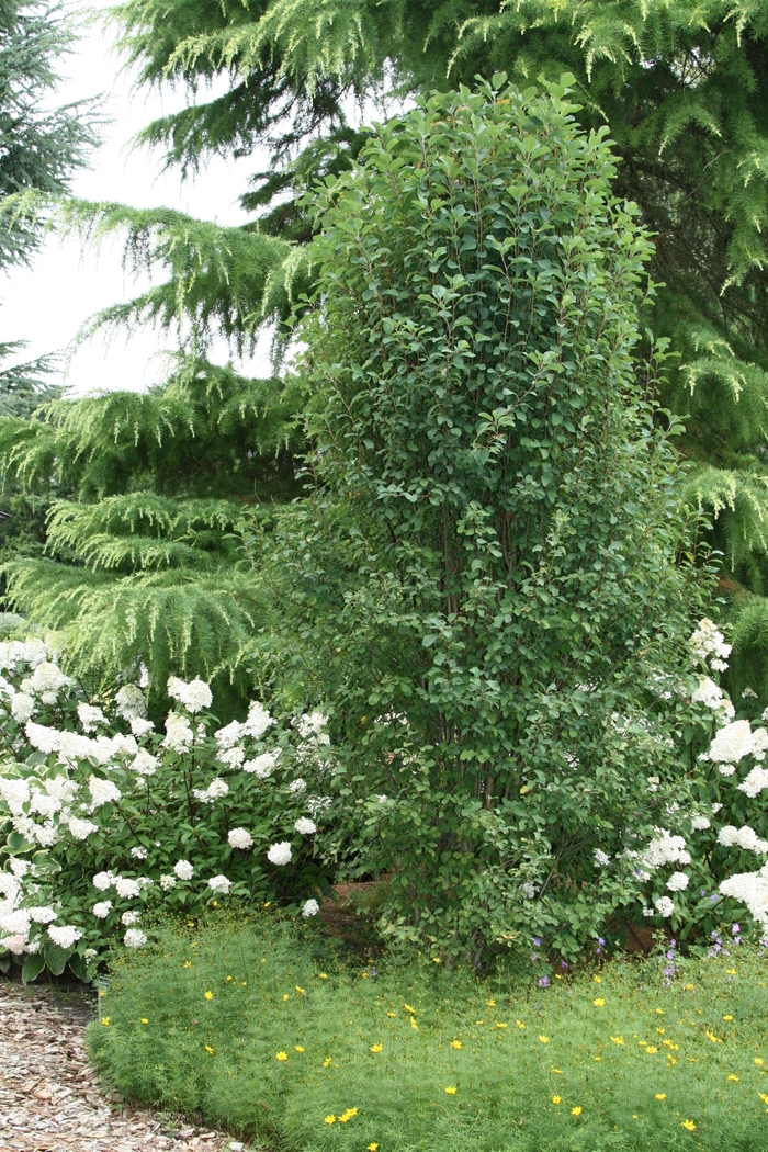 Standing Ovation™ Serviceberry - Amelanchier alnifolia 'Obelisk' 