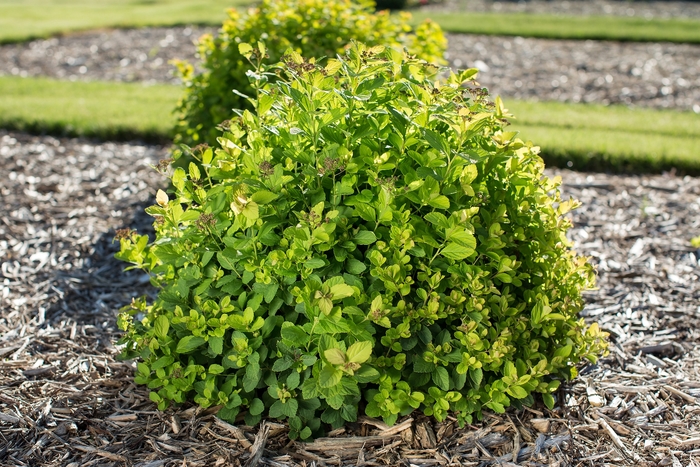 'Pink Sparkler™' Birchleaf Spirea - Spiraea betulifolia