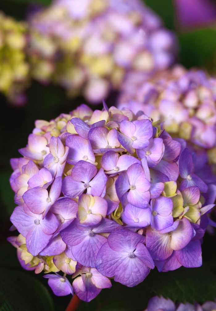 'BloomStruck®' Bigleaf Hydrangea - Hydrangea macrophylla