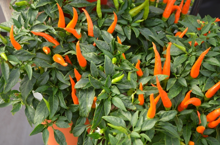 Ornamental Pepper - Capsicum annuum 'Santos Orange' 