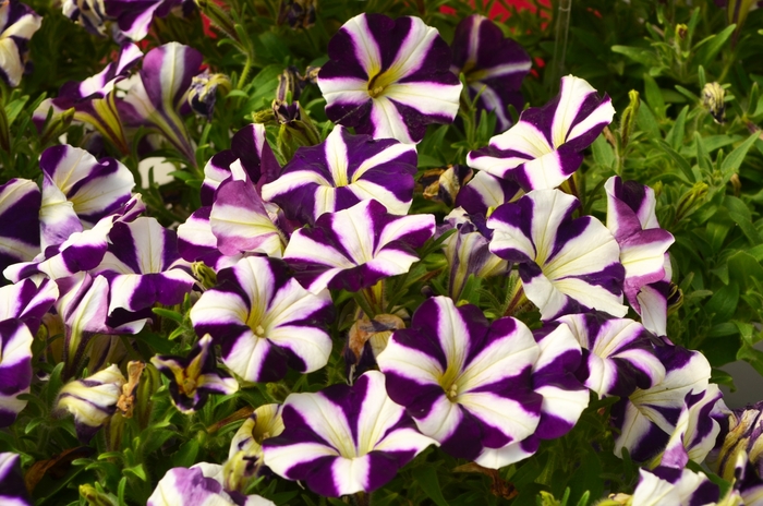 Amore™ 'Purple' - Petunia 