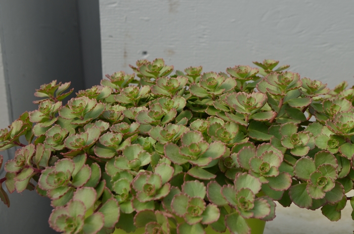 Stonecrop - Sedum spurium 'Elizabeth' Stonecrop - Sedum spurium 'Elizabeth'