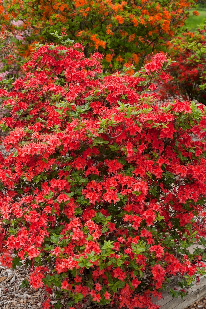 Electric Lights™ 'Red' - Rhododendron (Azalea) Electric Lights™ 'Red' - Rhododendron (Azalea)