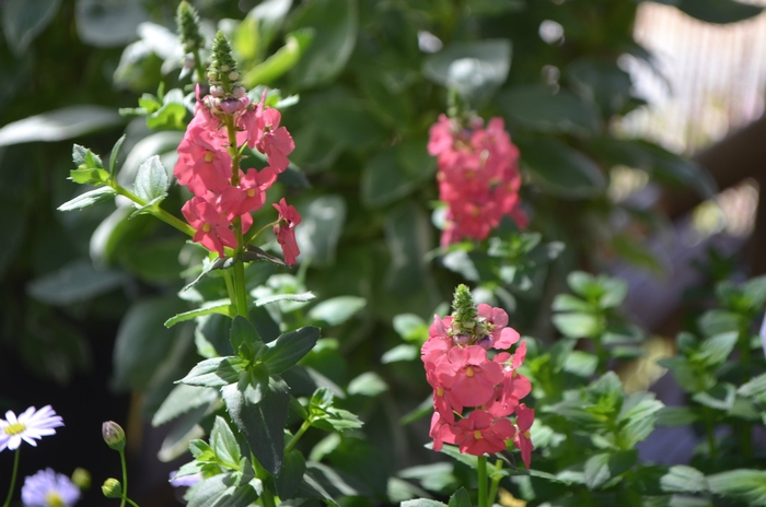 Sundiascia® Twinspur - Diascia 'Upright Rose Pink' Sundiascia® Twinspur - Diascia 'Upright Rose Pink'