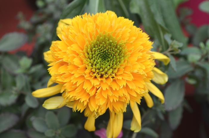 Coneflower - Echinacea purpurea 'Lemon Drop' Coneflower - Echinacea purpurea 'Lemon Drop'