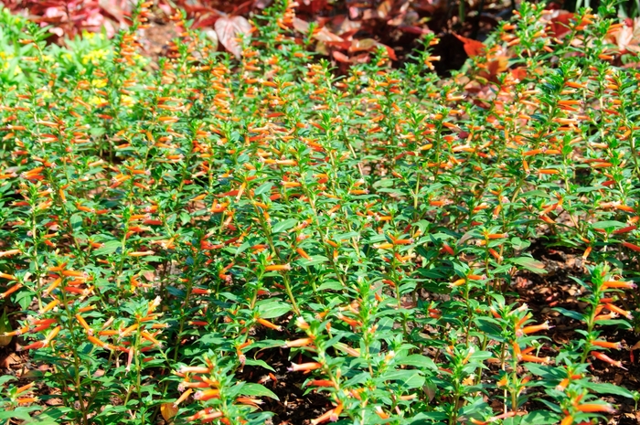 Large Firecracker Plant - Cuphea hybrid 'Vermillionaire™ '