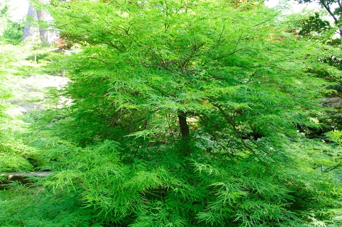 Viridis Japanese Maple - Acer palmatum var. dissectum 'Viridis' (Japanese Maple)