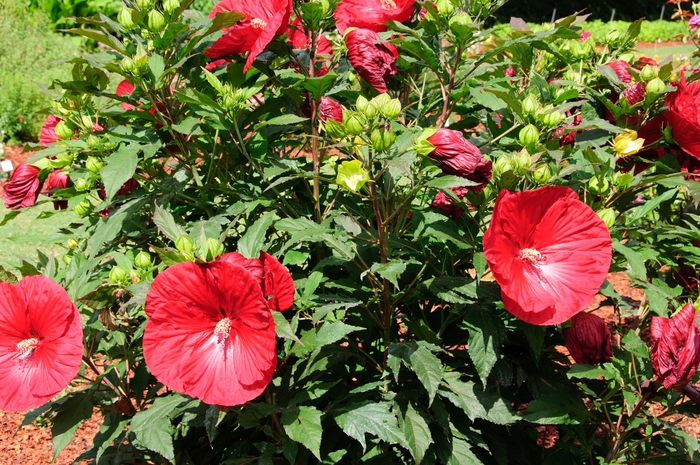 Rose Mallow - Hibiscus 'Summerific® Cranberry Crush'