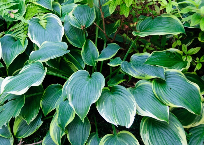 Hosta 'Mighty Mouse' | Plantain Lily | Ebert's Greenhouse