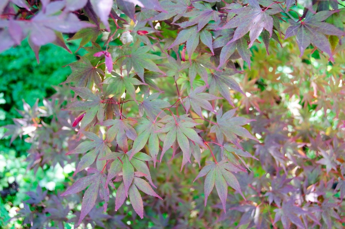 Fireglow Japanese Maple - Acer palmatum