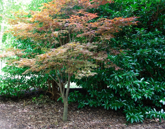 'Fireglow' Japanese Maple - Acer palmatum 'Fireglow' 