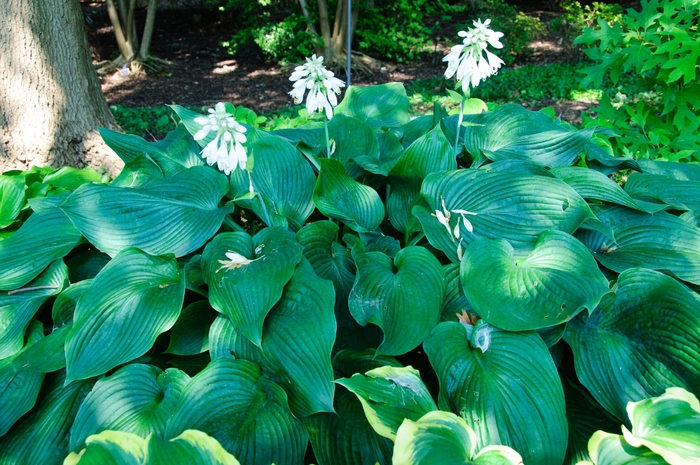 Plantain Lily - Hosta 'Blue Angel' 