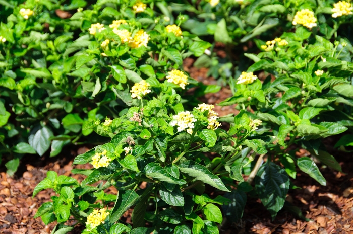 Luscious ® Lantana - Lantana camara 'Bananarama™' Luscious ® Lantana - Lantana camara 'Bananarama™'